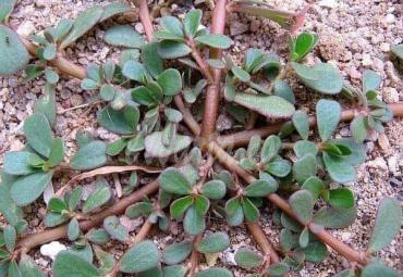 Rumput Krokot yang sering kita jumpai ternyata miliki segudang manfaat untuk kesehatan