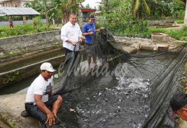 Salah satu petani ikan patin di Bengkulu Selatan