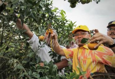 Gubernur Bengkulu (Dr. H. Rohidin Mersyah) saat ikut memanen jeruh gerga khas Rejang Lebong, Bengkulu