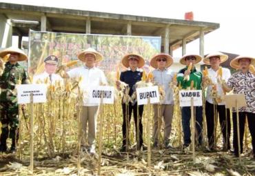 Panen raya jagung di Bengkulu Selatan