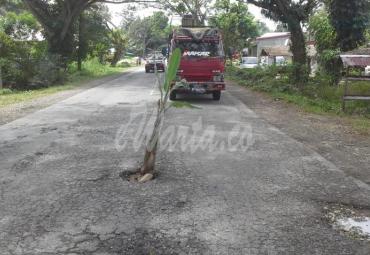 Jalan berlubang, sering akibatkan kecelakaan warga tanami batang pisang