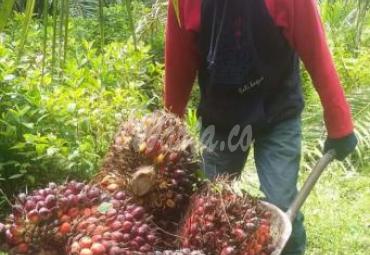Petani kelapa sawit di Luwu Utara keluhkan rendahnya harga TBS 
