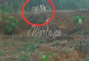 Harimau gegerkan warga Desa Batu Balai, Seluma Jumat (23/8).