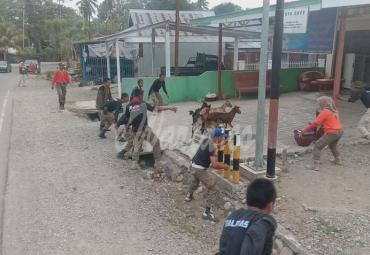Petugas berkejaran dengan hewan ternak milik warga yang dilepas liarkan