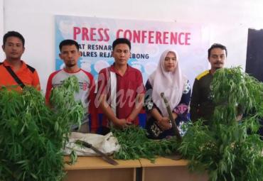 Satnarkoba Polres Rejang Lebong Temukan Satu Hektare Tanaman Ganja siap Panen, Jumat (3/1/2020).