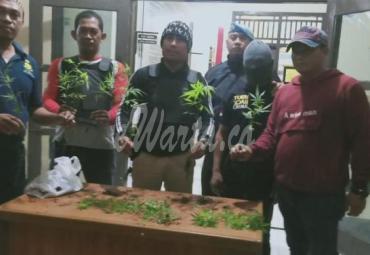 Polsek Bermani Ulu temukan ladang ganja di Kebun kopi Dusun IV Bermani Ulu. Sabtu (04/1/2020).