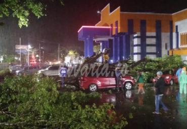 Dinas LH Kota Bengkulu langsung turun dan mengevakuasi pohon tumbang di depan RSHD Kota Bengkulu.