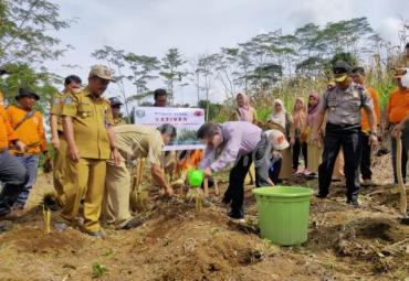 Penanaman rumput vetiver 