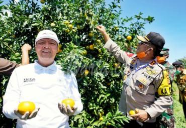 Gubernur Rohidin Mersyah saat mengunjungi kebun jeruk gergah di Kabupaten Lebong.