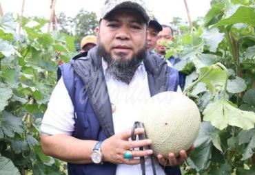 Walikota Bengkulu, Helmi Hasan saat mengunjungi kebun melon di Kelurahan Padang Serai, Kecamatan Kampung Melayu, Senin (6/4/20).