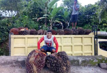 Sawit Mukomuko