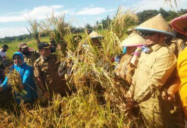 Panen Raya Bersama Petani Panorama