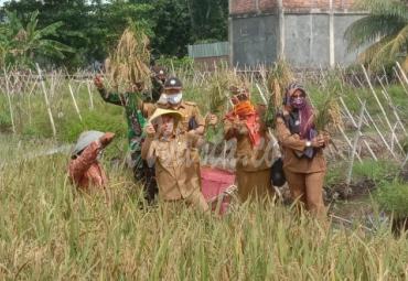 Turun ke Sawah Ikut Panen Raya, Plt Walikota juga Serahkan Rice Thresher