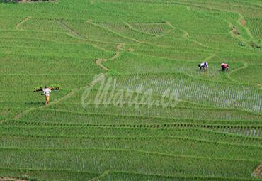 Petani menanam padi di areal sawah terasering desa Bantaragung, Sindangwangi, Majalengka, Jawa Barat, Sabtu (14/11/2020). Kementerian Pertanian menargetkan produksi padi musim tanam I (MT I) Oktober 2020 hingga Maret 2021 sebesar 20 juta ton setara beras berdasarkan luas tanam mencapai 8,2 juta hektar. - (antarafoto)