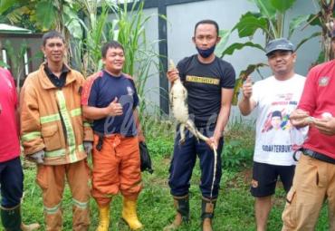 Damkar Kota Bengkulu Berhasil Evakuasi Biawak yang Berenang Dalam Sumur