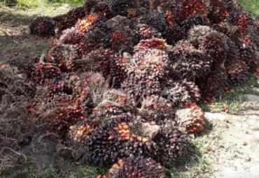 Daftar Harga Sawit di Kabupaten Mukomuko
