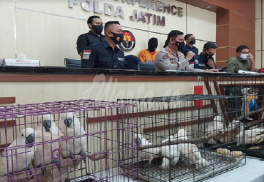 Kasus Penjualan Satwa Dilindungi Berhasil Diungkap Polda Jatim