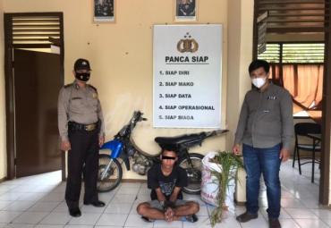 Maling Jahe Sesama Petani, Warga Sosokan 'Dikarungi' Polisi