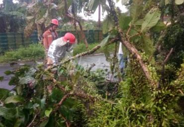 Tim Rescue Damkar Evakuasi Pohon Tumbang di Nusa Indah