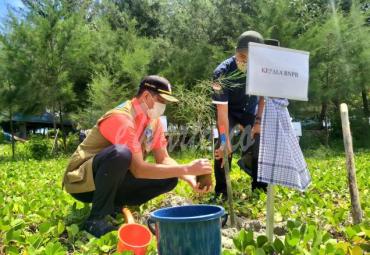Mitigasi Bencana, Kepala BNPB RI Tanam Mangrove Bersama Gubernur