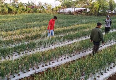 Maret, Nilai Tukar Petani di Provinsi Bengkulu Naik 3,26 persen 