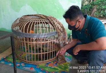 Hewan jenis elang yang diamankan polisi