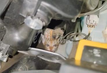 Kesatria Biru Selamatkan Seekor Kucing yang Terjepit di Kap Mesin Mobil