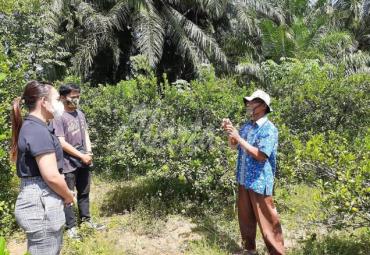 Produksi Kalamansi Tak Mati Kala Pandemi